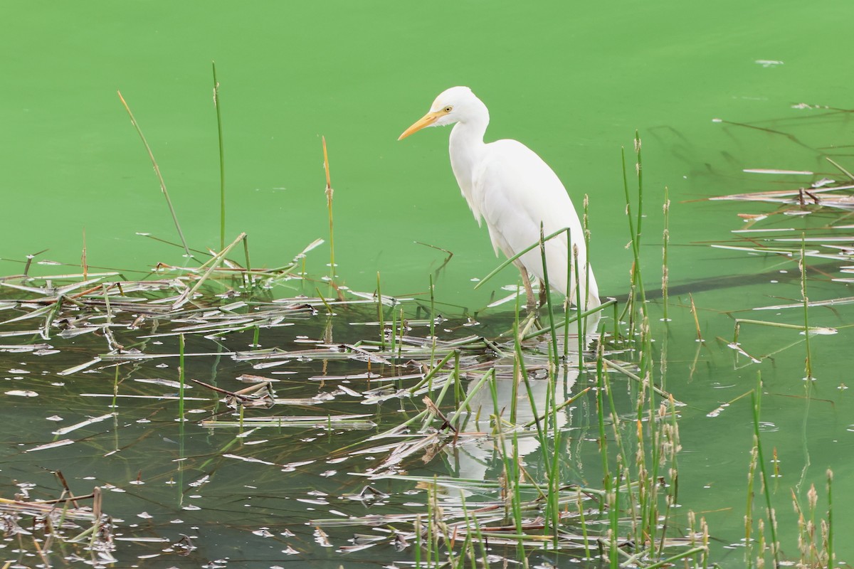 Eastern Cattle Egret - ML620636214