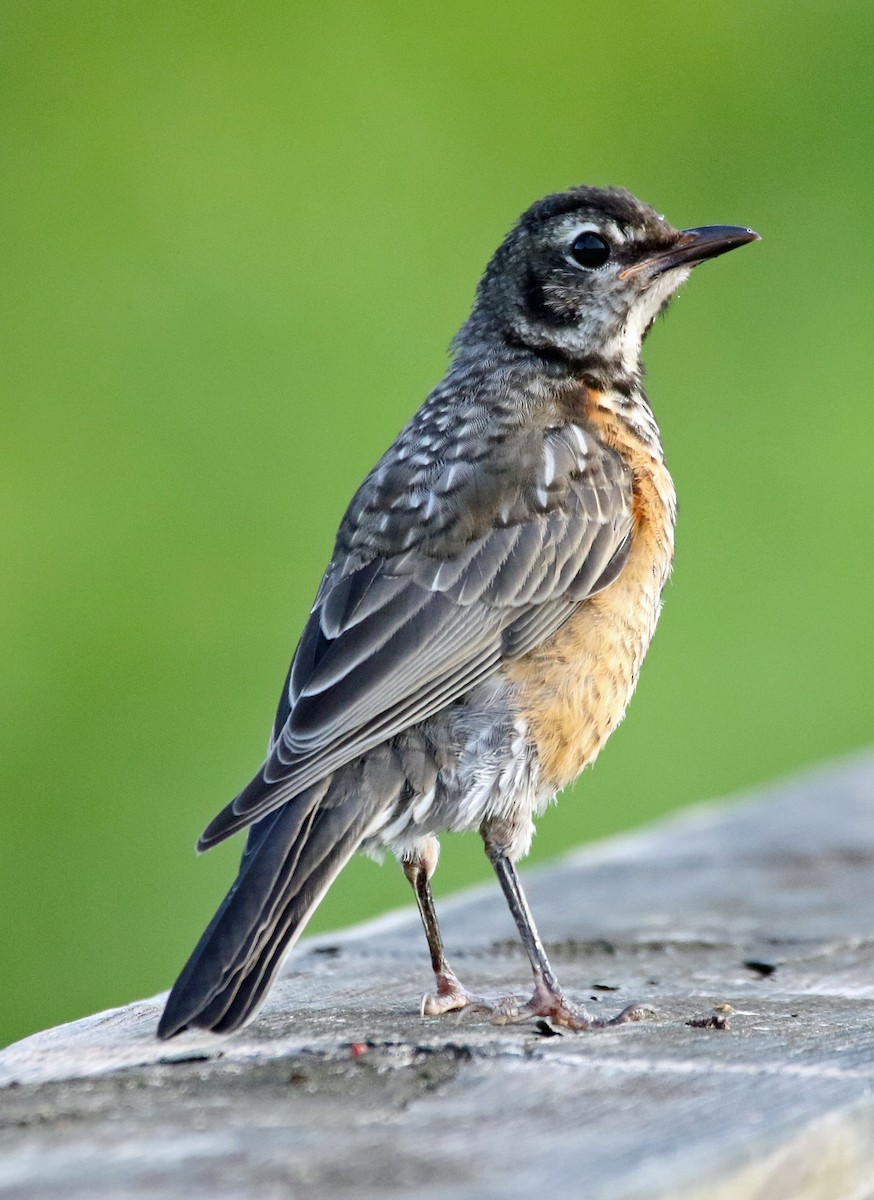 American Robin - ML620636216