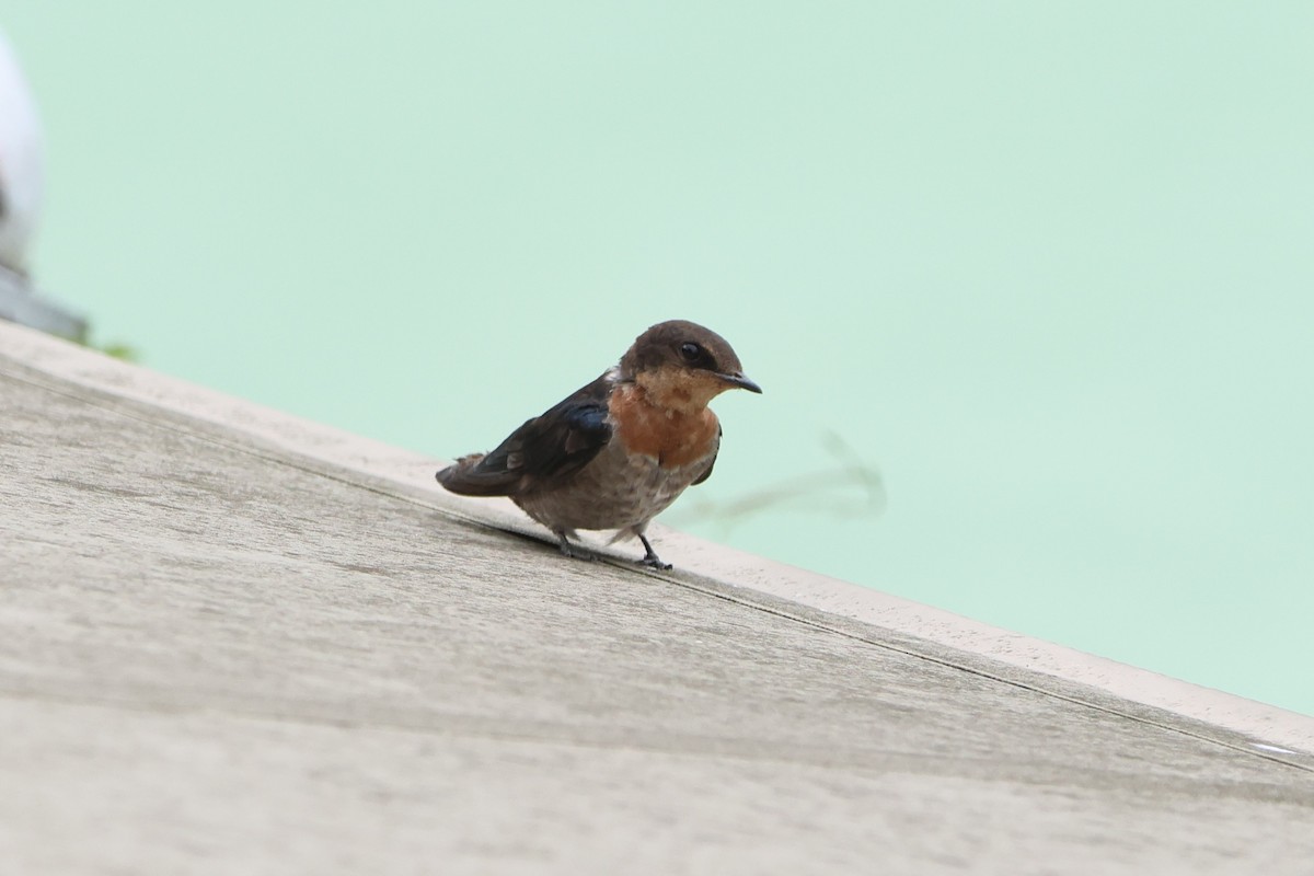 Pacific Swallow - ML620636219