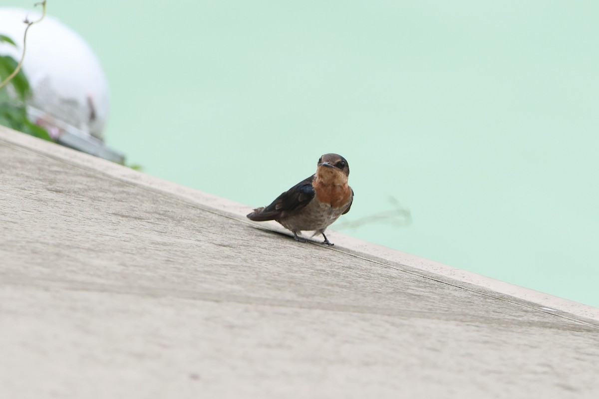 Pacific Swallow - ML620636220