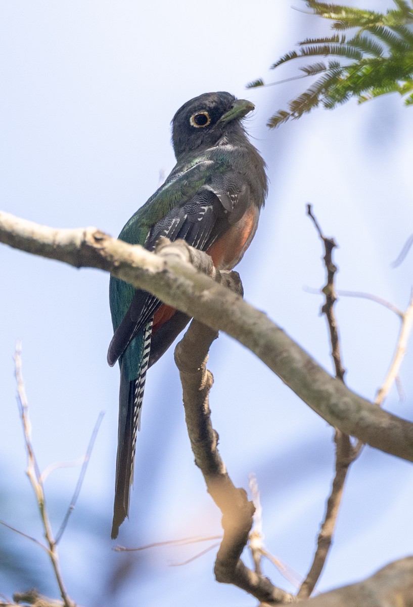 Blue-crowned Trogon - ML620636223