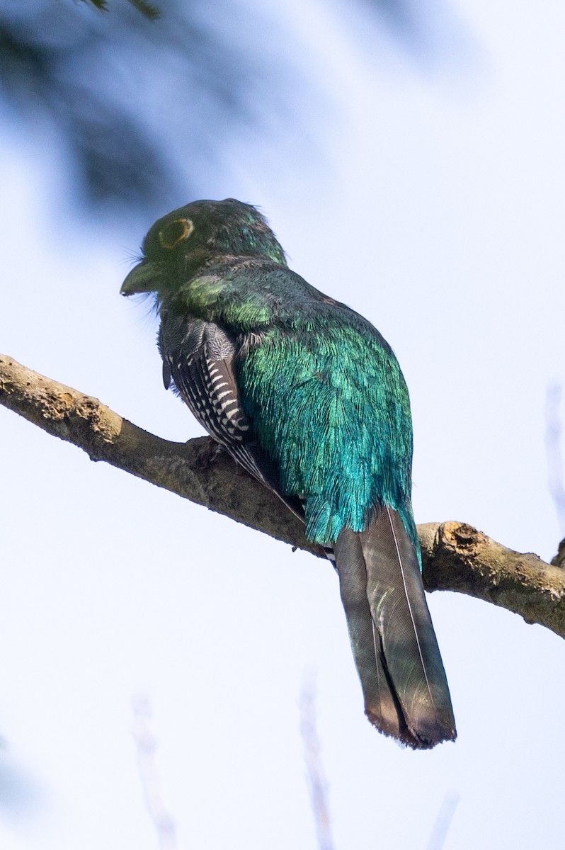 Blue-crowned Trogon - ML620636224