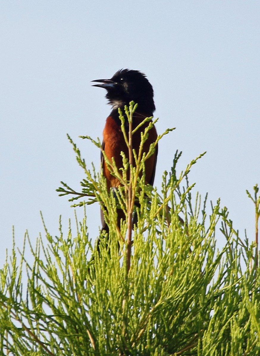 Orchard Oriole - ML620636228