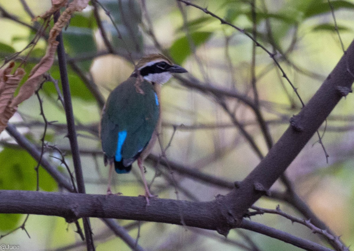 Indian Pitta - juee khopkar