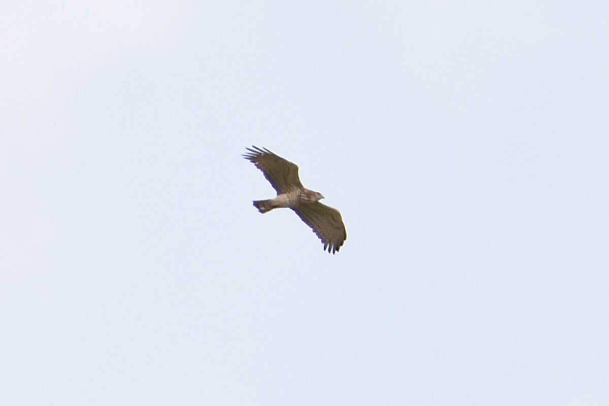 Short-toed Snake-Eagle - ML620636233