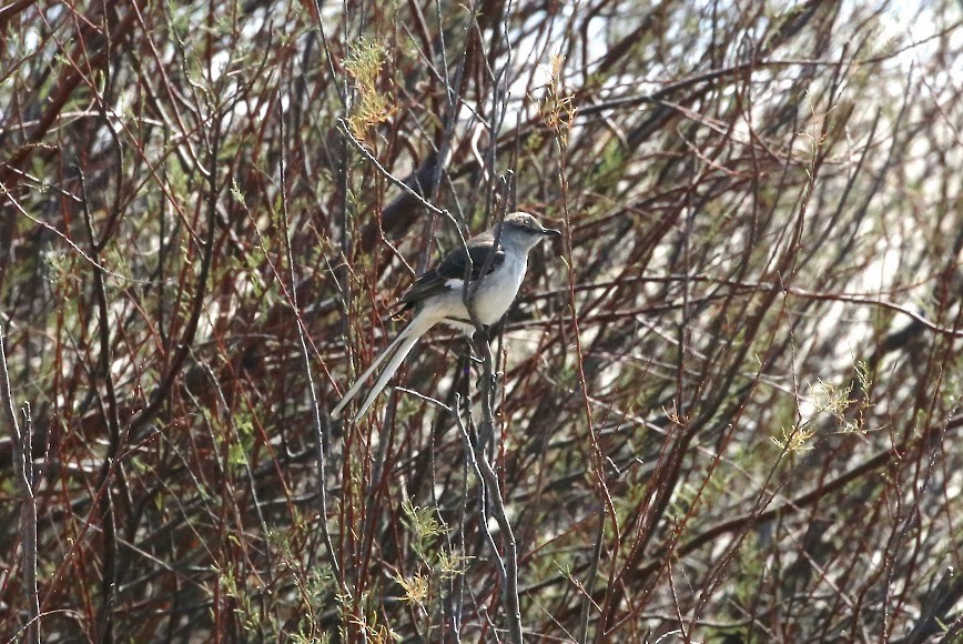 Northern Mockingbird - ML620636237