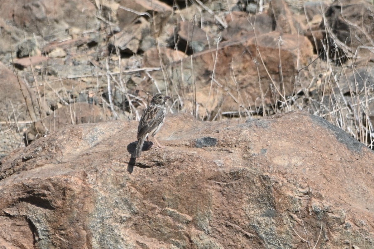 Band-tailed Sierra Finch - ML620636241