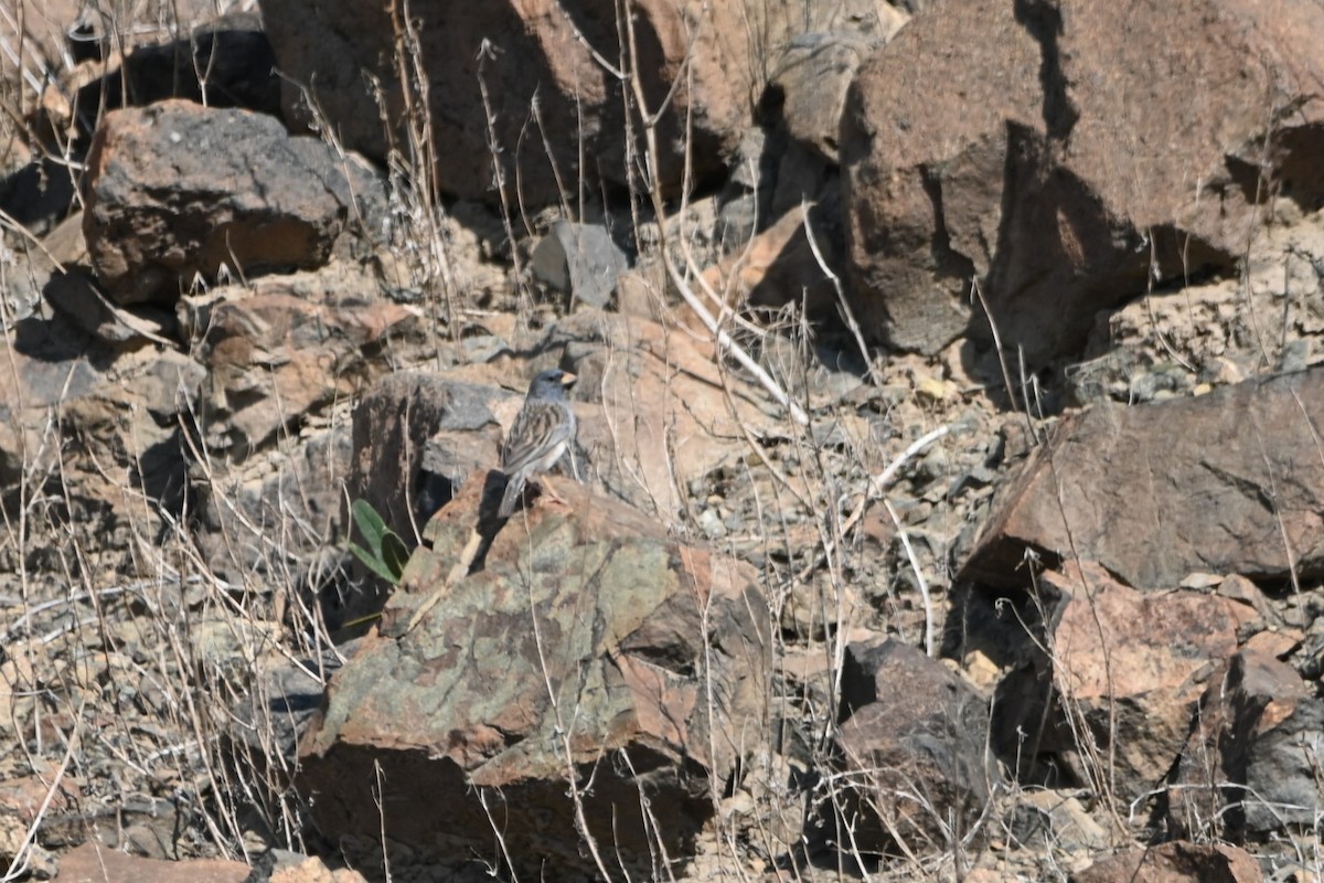 Band-tailed Sierra Finch - alexandre bibeau