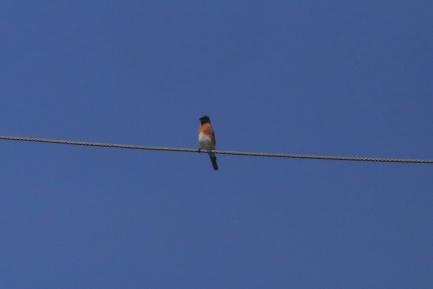 Eastern Bluebird - ML620636253