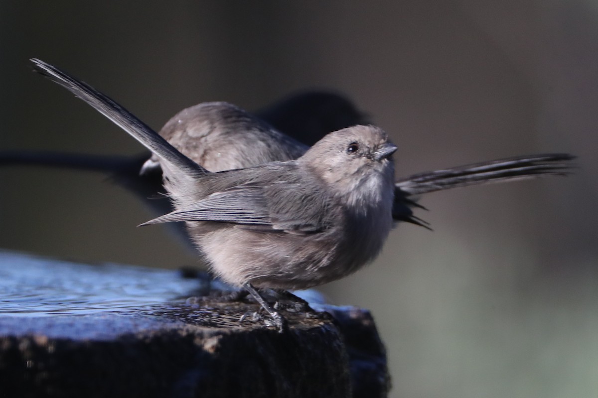 Bushtit - ML620636259