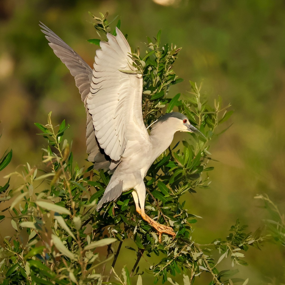 Black-crowned Night Heron - ML620636262