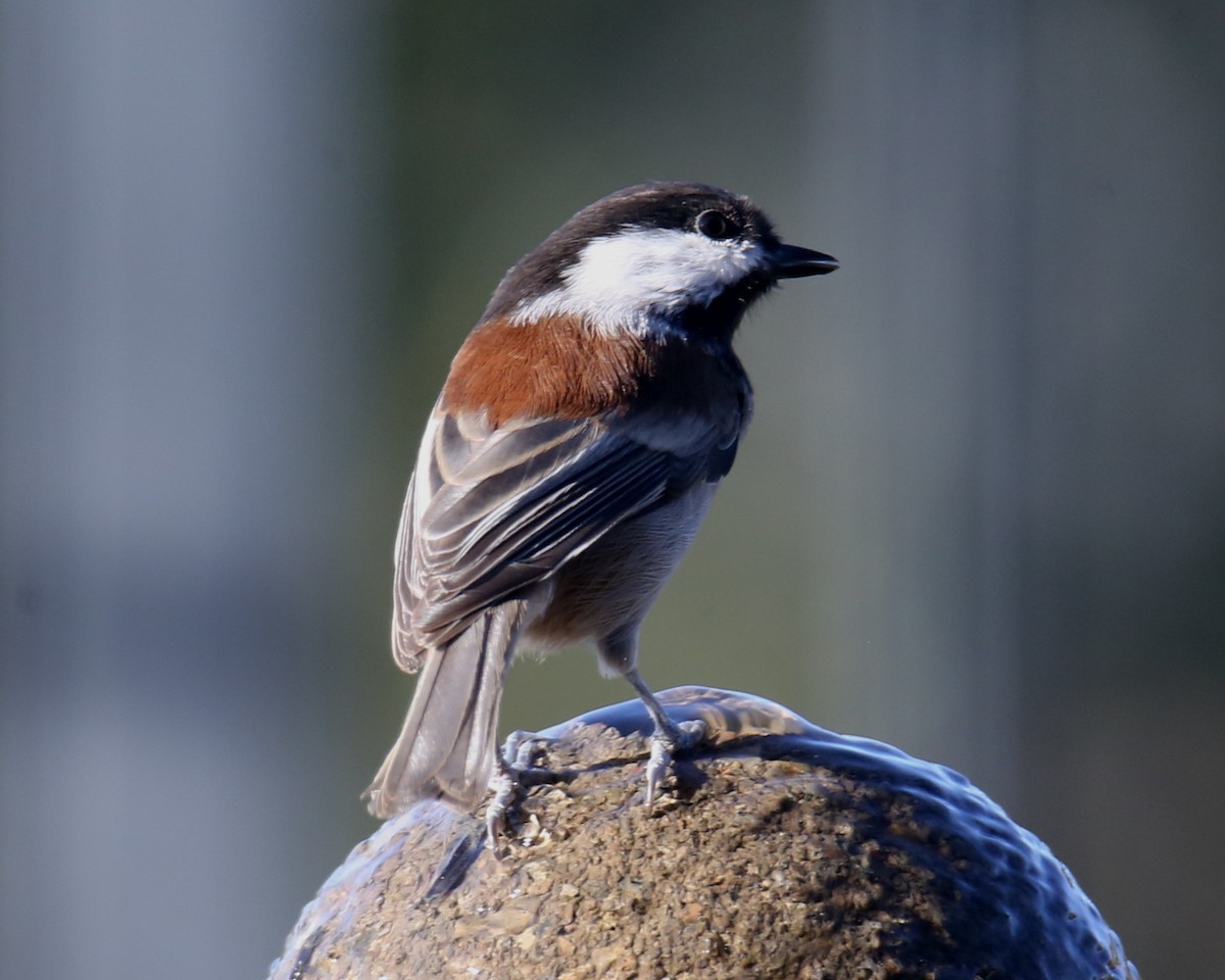 Mésange à dos marron - ML620636263