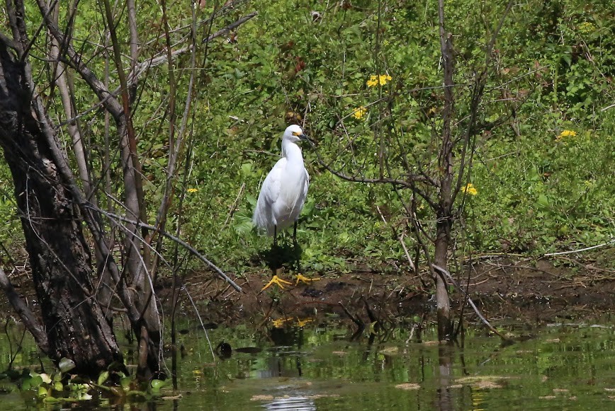 Snowy Egret - ML620636265