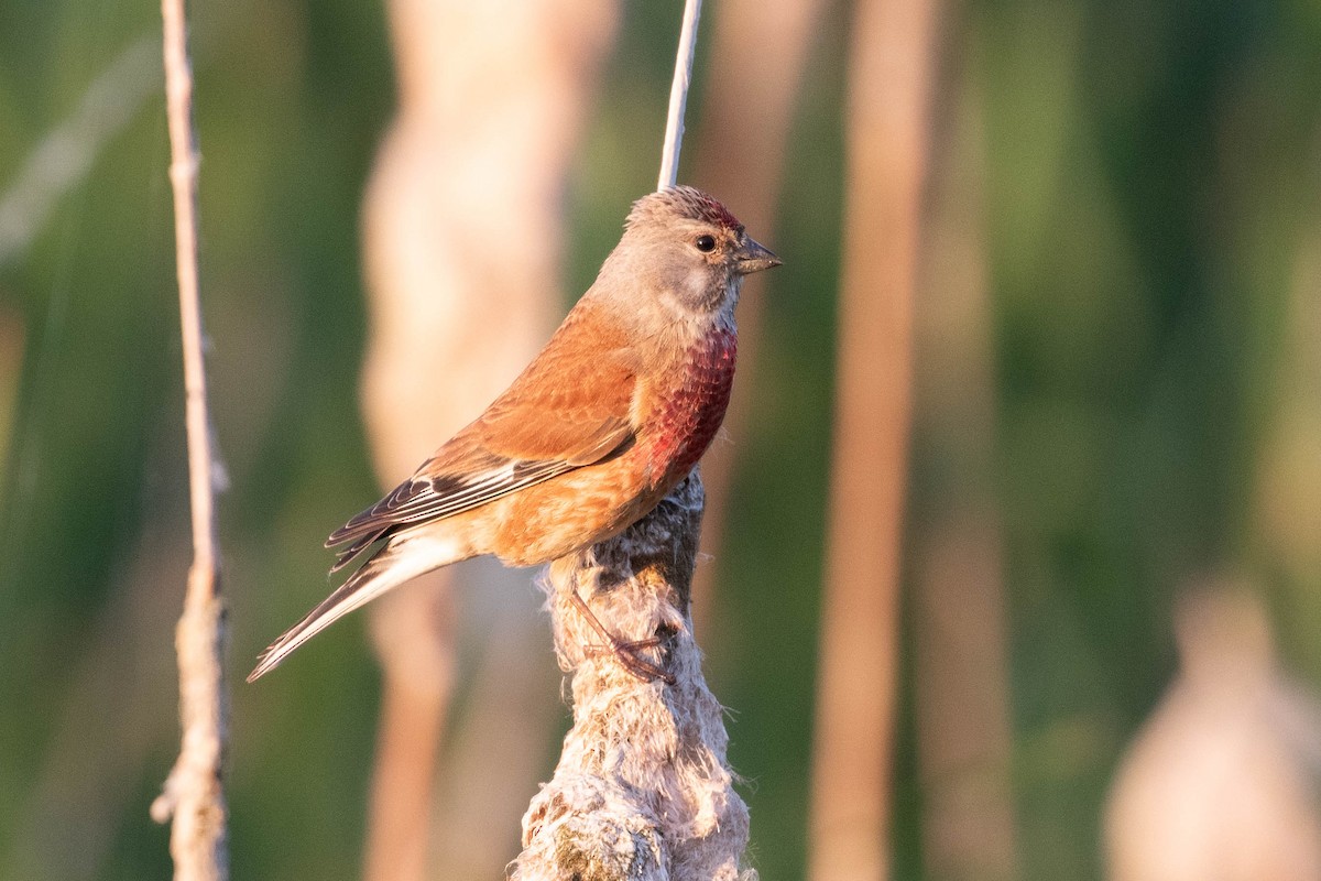 Eurasian Linnet - Leo Damrow