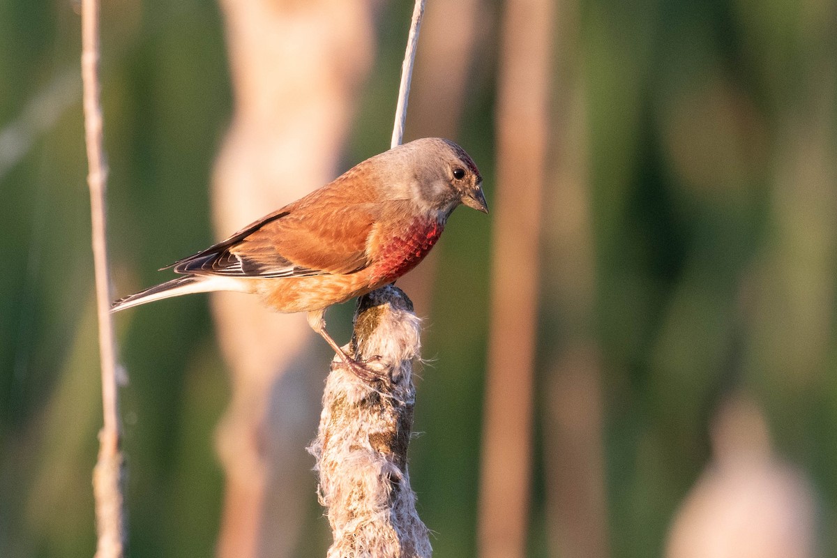 Eurasian Linnet - Leo Damrow