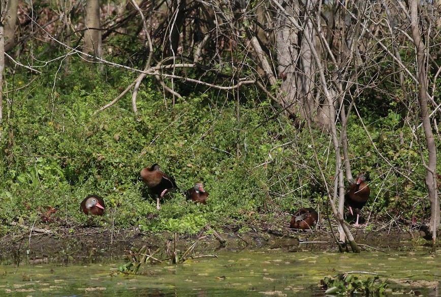 Black-bellied Whistling-Duck - ML620636272