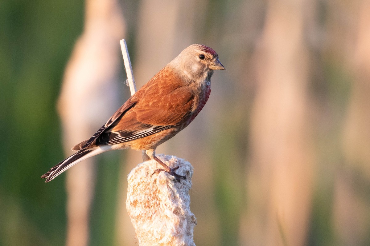 Eurasian Linnet - ML620636273