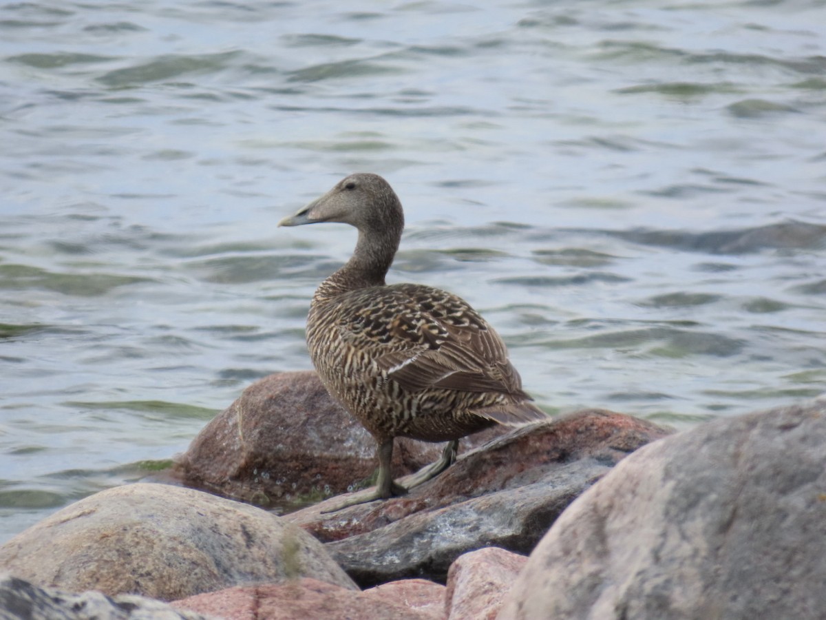 Common Eider - ML620636276