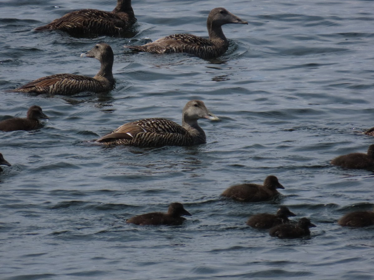 Common Eider - Sampo Oksa