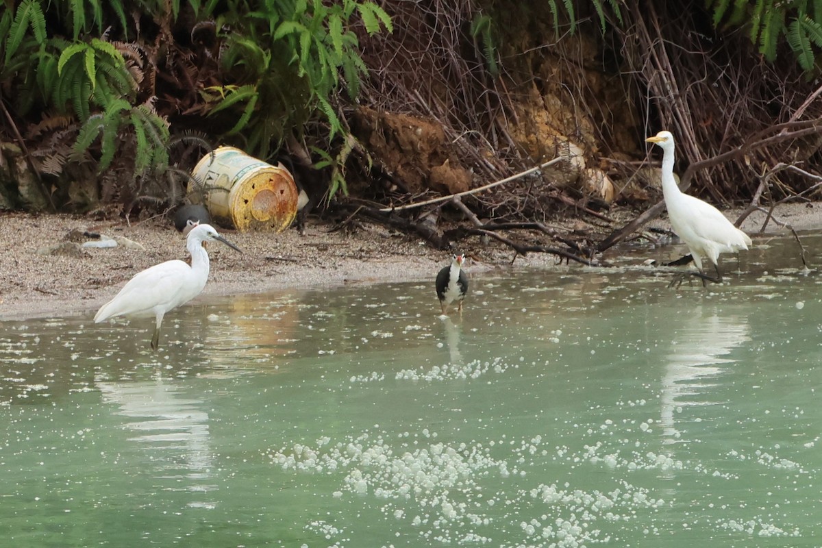 White-breasted Waterhen - ML620636280