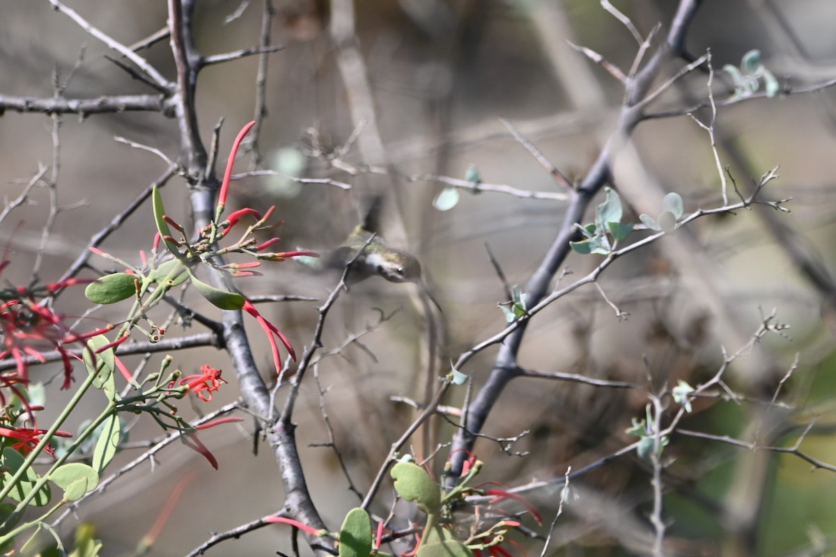 Colibrí de Myrtis - ML620636281