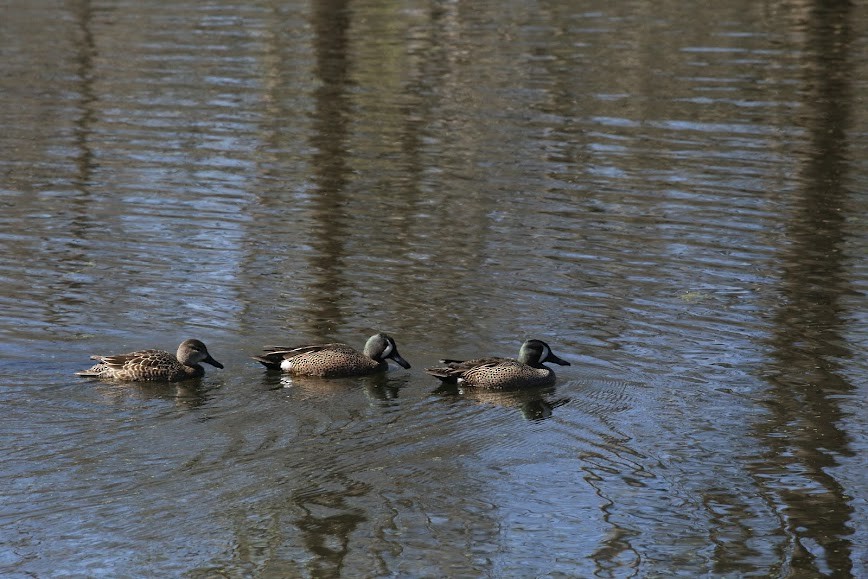 Blue-winged Teal - ML620636285