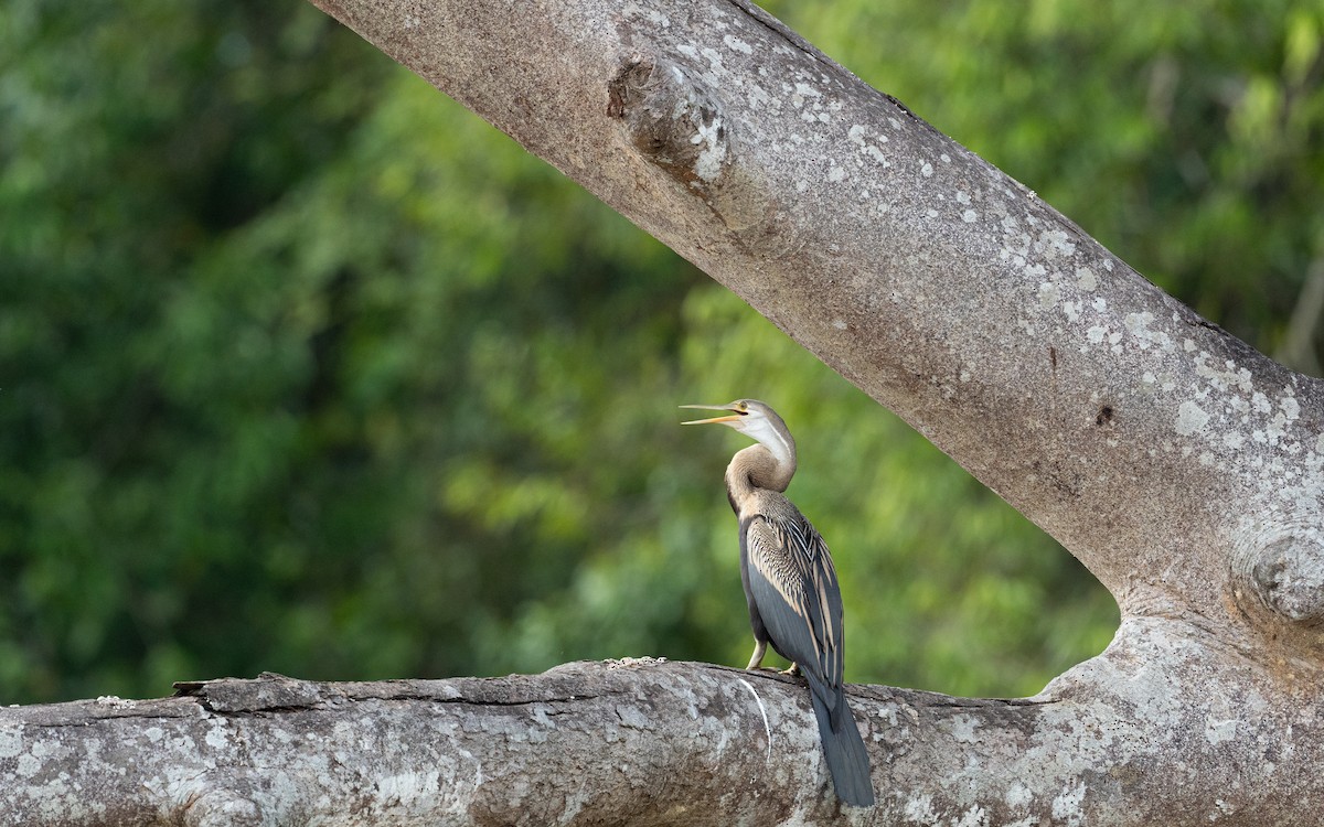 Anhinga Asiática - ML620636299