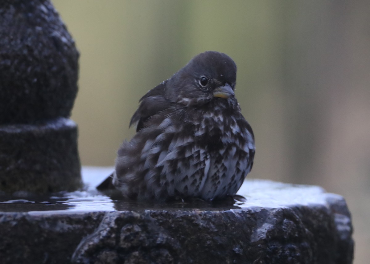 Fox Sparrow - ML620636301