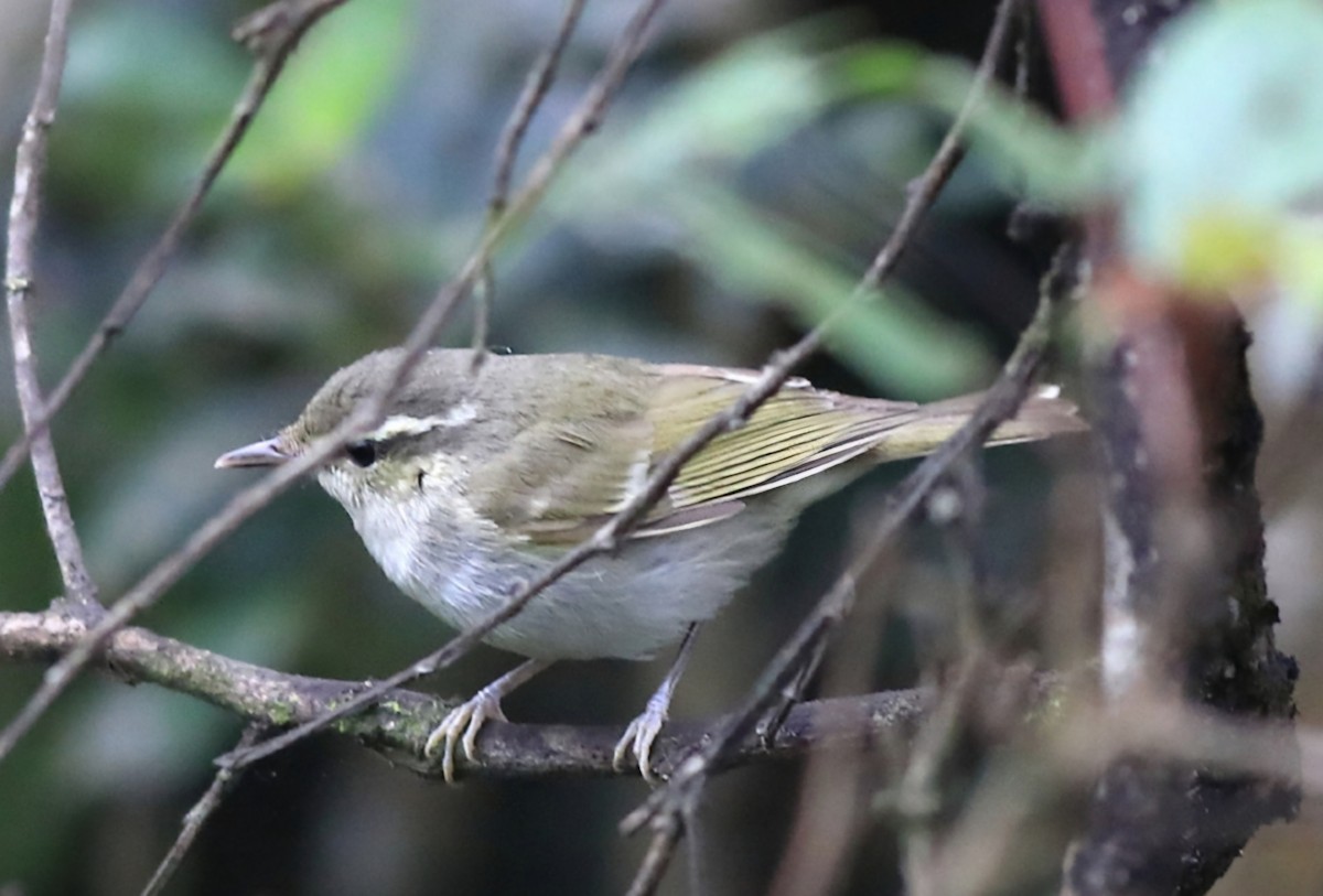 Mosquitero Picudo - ML620636302