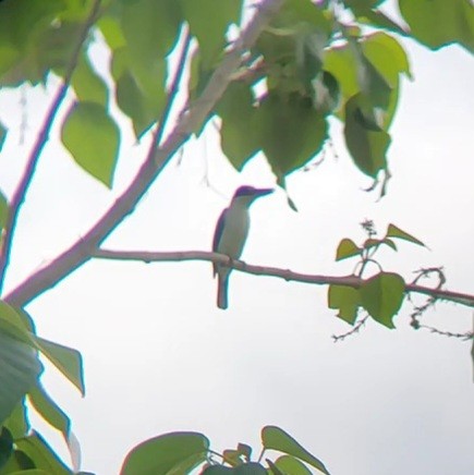 Collared Kingfisher - ML620636303