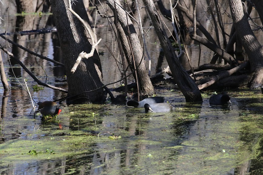 Common Gallinule - ML620636306