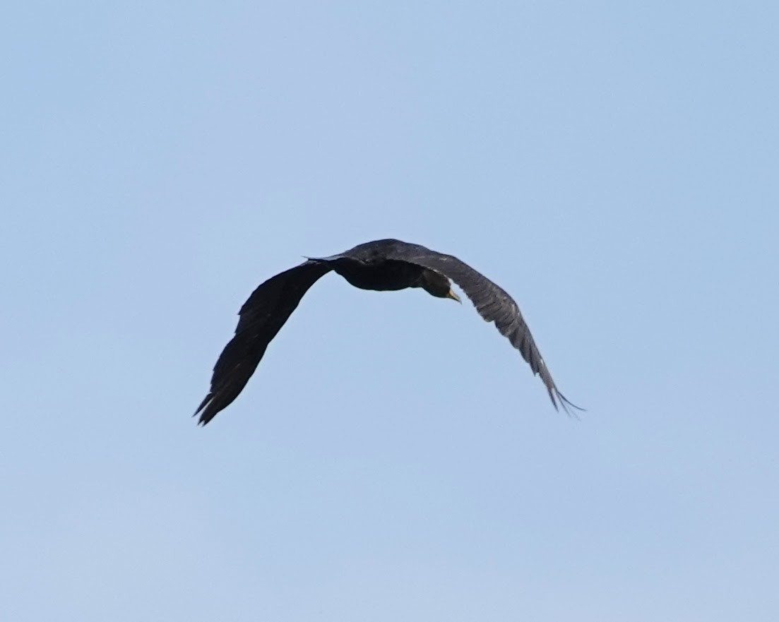 Double-crested Cormorant - ML620636308