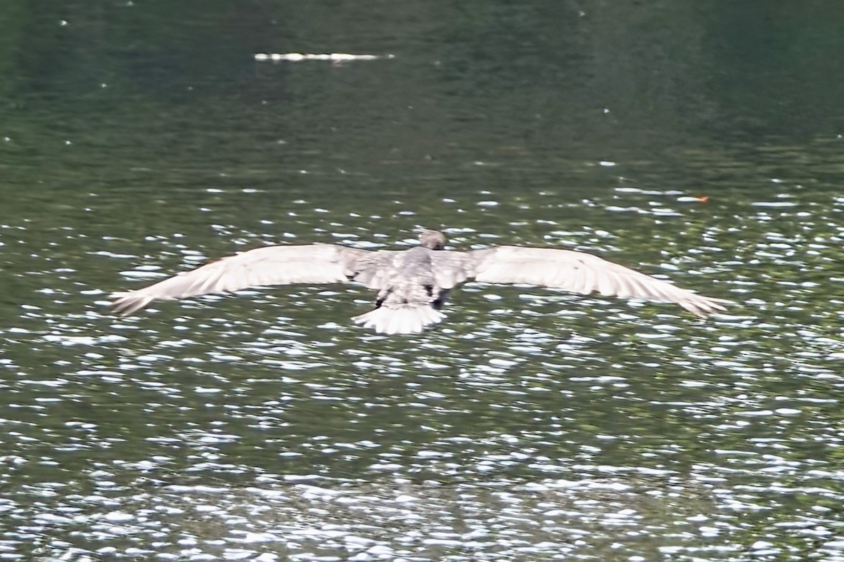 Double-crested Cormorant - ML620636309