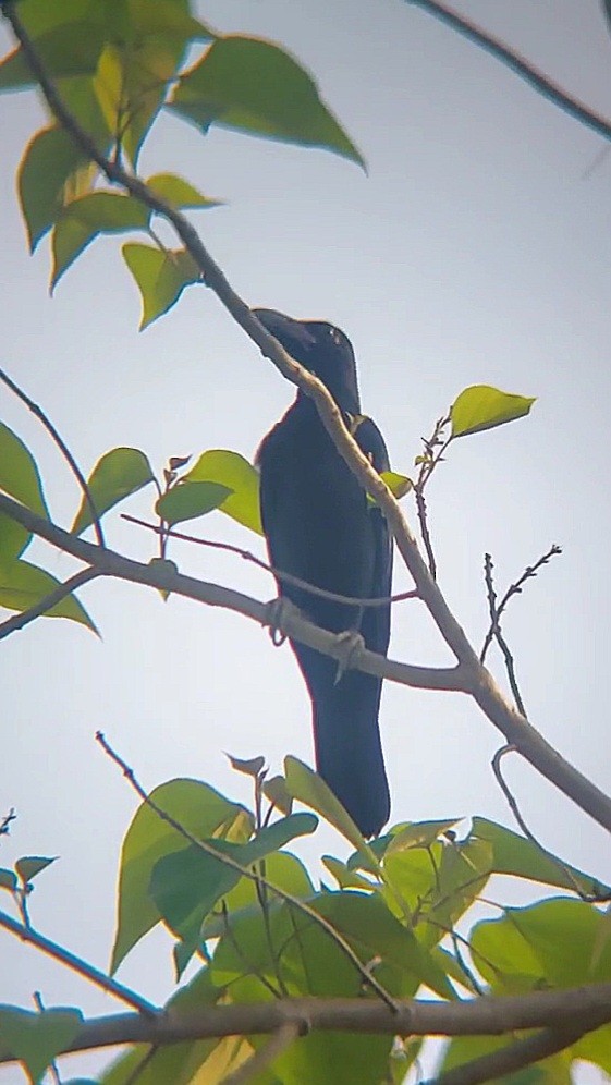 Large-billed Crow - ML620636314