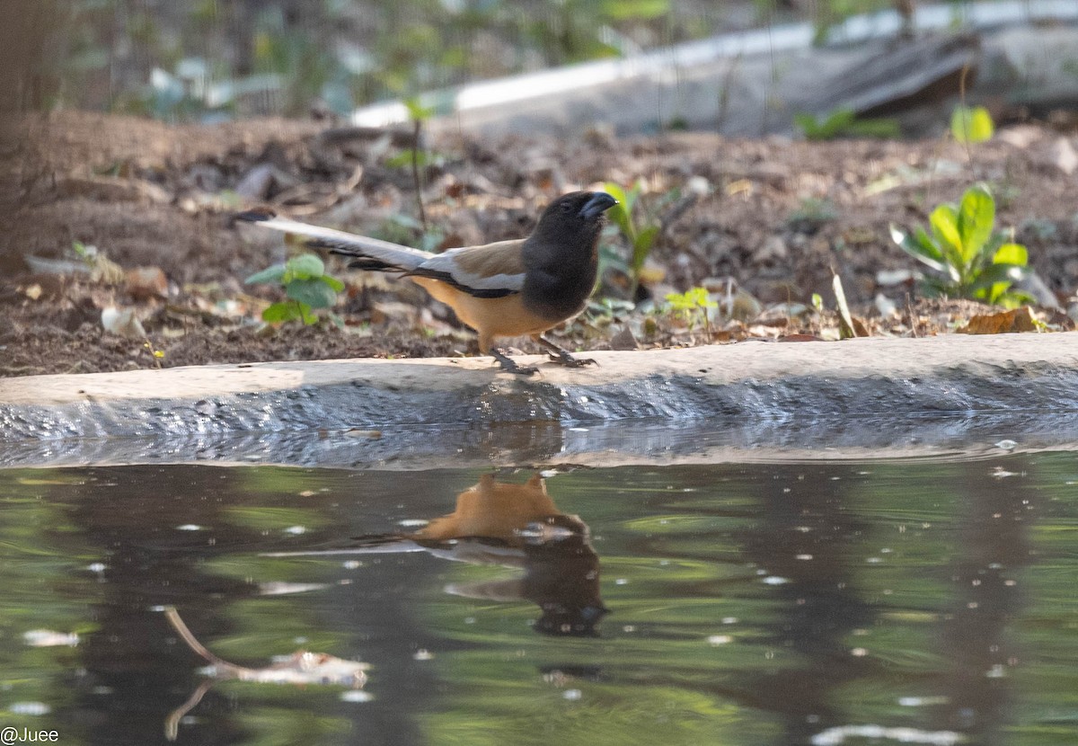 Rufous Treepie - ML620636315