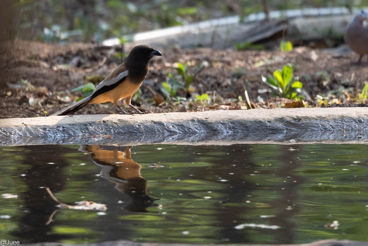 Rufous Treepie - ML620636316