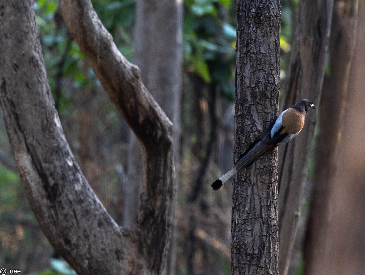 Rufous Treepie - ML620636318