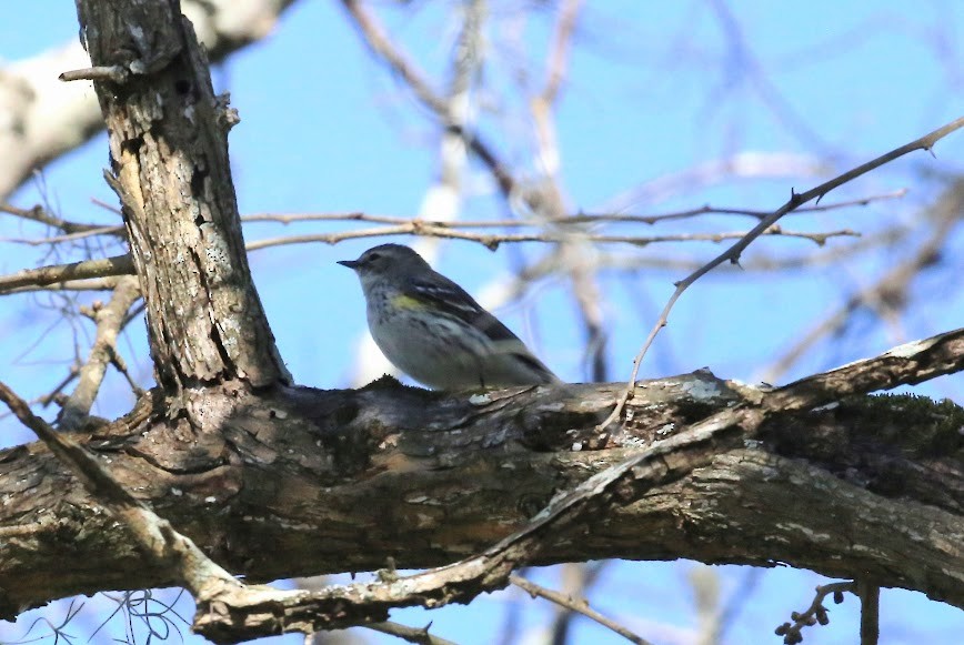 Yellow-rumped Warbler - ML620636323