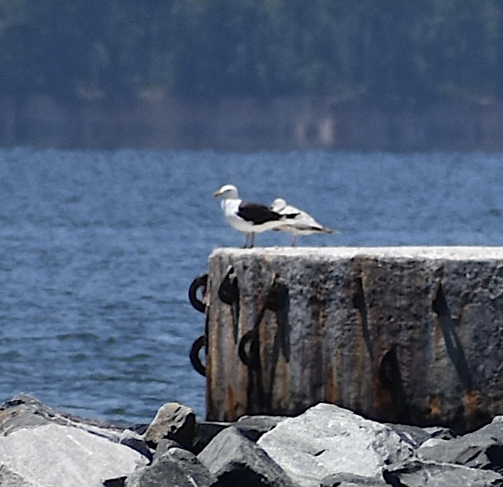 Great Black-backed Gull - ML620636325