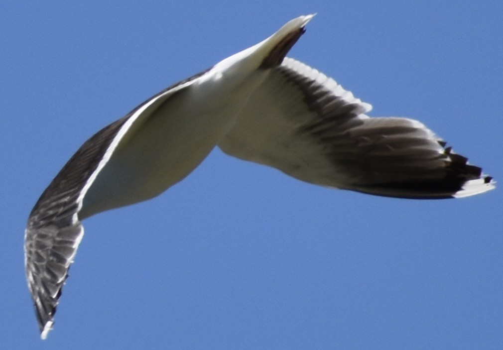 Great Black-backed Gull - ML620636327