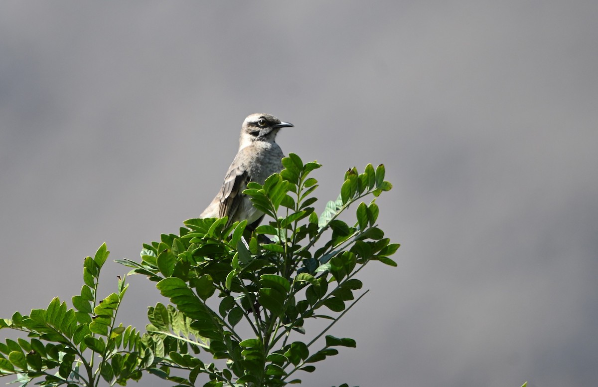 Long-tailed Mockingbird - ML620636328