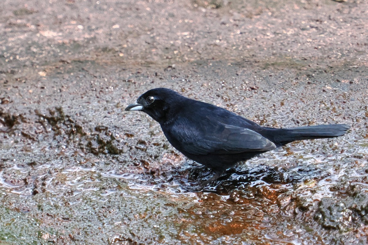 Red-shouldered Tanager - ML620636329