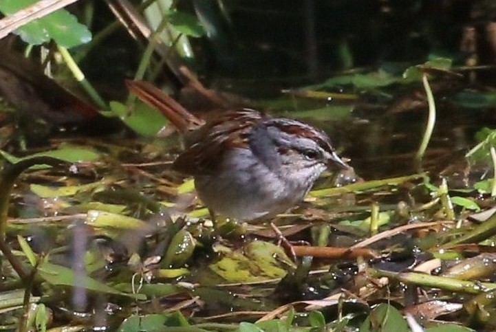 Swamp Sparrow - ML620636330
