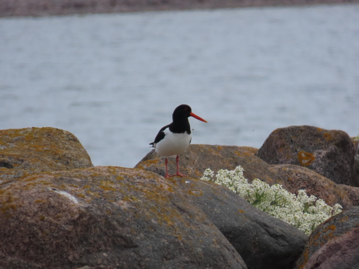 Eurasian Oystercatcher - Sampo Oksa