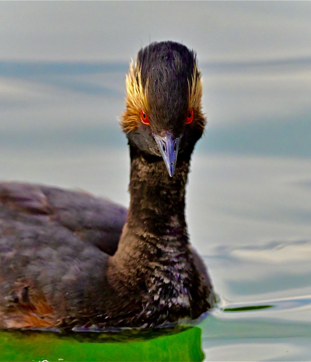 Eared Grebe - ML620636338