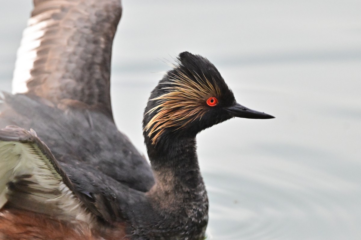 Eared Grebe - ML620636347