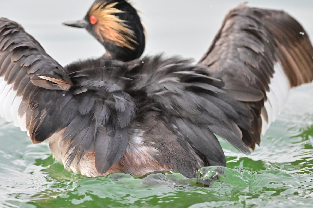 Eared Grebe - ML620636349