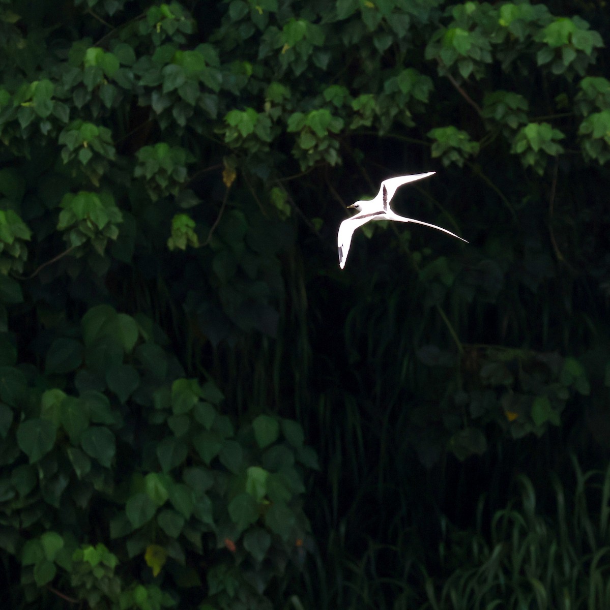 White-tailed Tropicbird - ML620636351