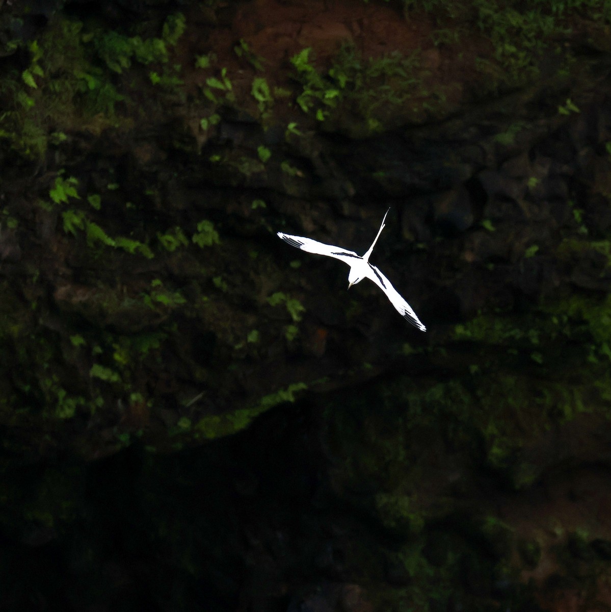 White-tailed Tropicbird - ML620636353