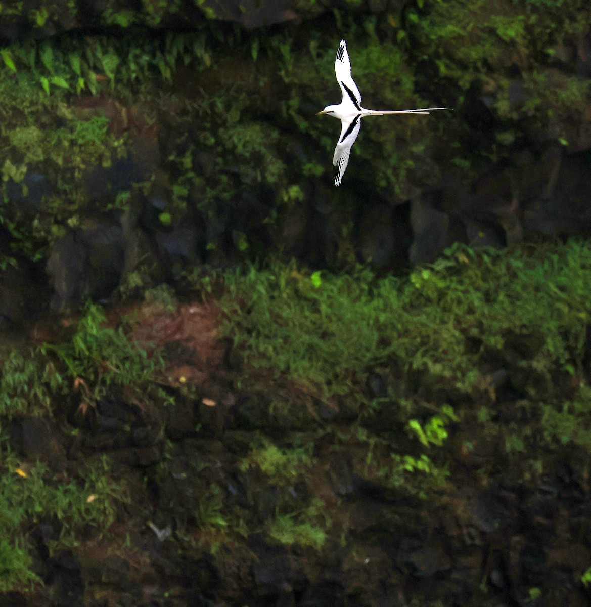 White-tailed Tropicbird - Mark Robertson